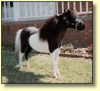 Miniature Horses At Stud, Brewers Orion Spirit