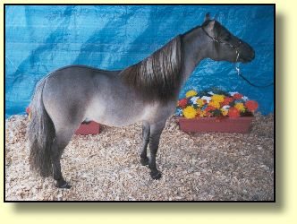 Miniature Horses At Stud, Lancaster's Special Ultra Suede